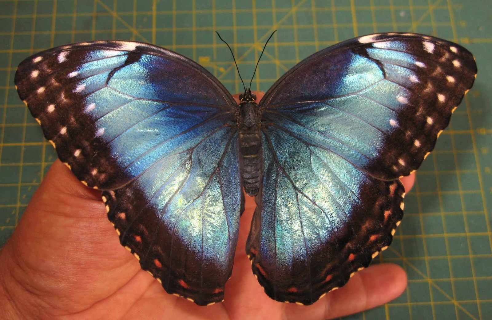 Morpho helenor ssp female (unmounted aberration) (Internet Image property of respective owner, non-commercial use only)